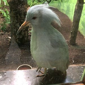 Kagu (Rhynochetus jubatus)