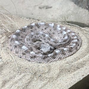 Sonoran Sidewinder (Crotalus cerastes)