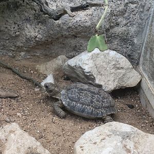 Speckled Padloper (Chersobius signatus)