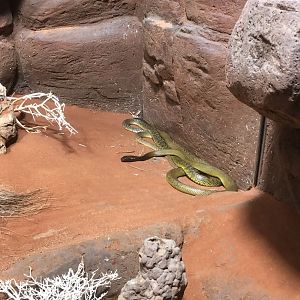 Inland Taipan (Oxyuranus microlepidotus)