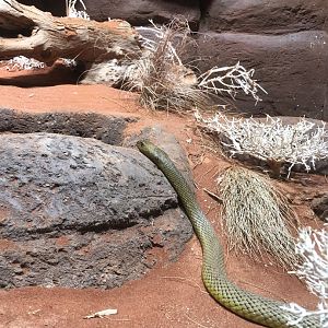 Inland Taipan (Oxyuranus microlepidotus)