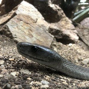 Black Mamba (Dendroaspis polylepis)