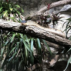 Black-headed Bushmaster (Lachesis melanocephala)