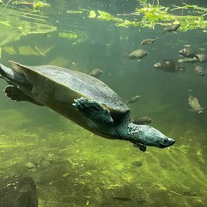 Northern River Terrapin (Batagur baska)