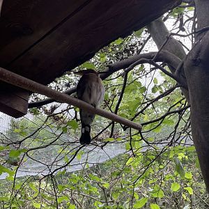 Eurasian Hoopoe (Upupa epops)