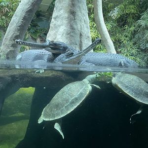 Indian Gharials and Northern River Terrapins