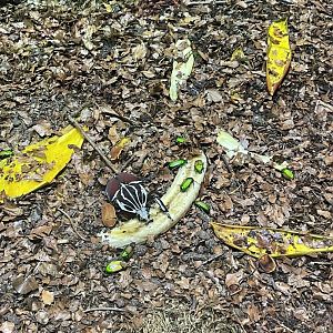 Goliath Beetle (Goliathus sp.)