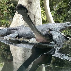 Indian Gharial (Gavialis gangeticus)