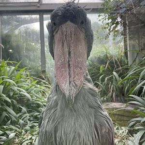 Shoebill (Balaeniceps rex)