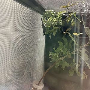 Lord Howe Island Stick Insects (Dryococelus australis)