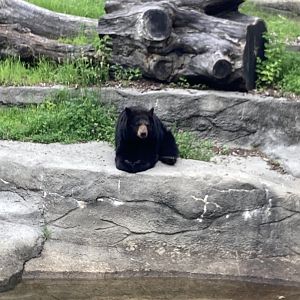 V the American Black Bear