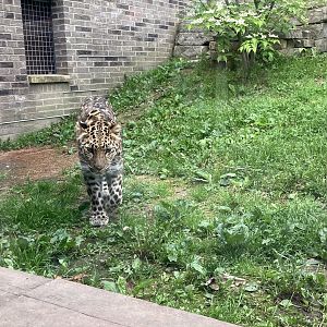 Amur Leopard