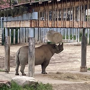 Kibibi the Black Rhino