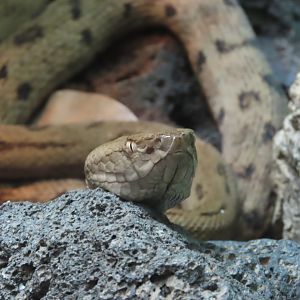 Tokara Habu (Protobothrops tokarensis)