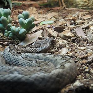 Long-nosed Viper (Vipera ammodytes)