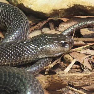 Caspian Cobra (Naja oxiana)