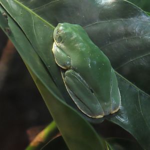 Splendid Leaf Frog (Cruziohyla calcarifer)
