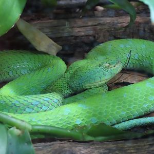 Rowley’s Palm Pitviper (Bothriechis rowleyi)