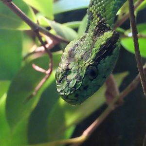 Yellow-blotched Palm Pitviper (Bothriechis aurifer)
