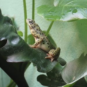 Rio Pescado Stubfoot Toad (Atelopus balios)
