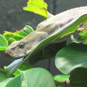 Caucasus Blunt-nosed Viper (Macrovipera lebetinus obtusa)