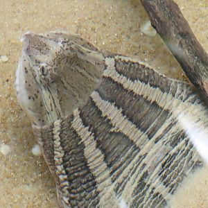 Asian Narrow-headed Softshell Turtle (Chitra chitra)
