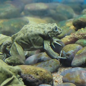 Lake Titicaca Frog (Telmatobius culeus)
