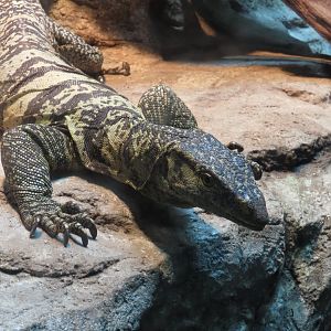 Gray’s Monitor (Varanus olivaceus)