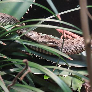 Central Plateau Rattlesnake (Crotalus triseriatus)