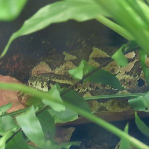 Guatemalan Jumping Pitviper (Metlapilcoatlus occiduus)