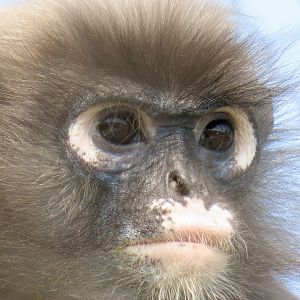 Spectacled Langur (Trachypithecus obscurus)