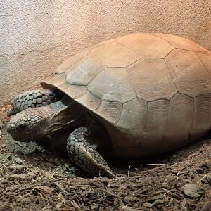 Gopher Tortoise (Gopherus polyphemus)