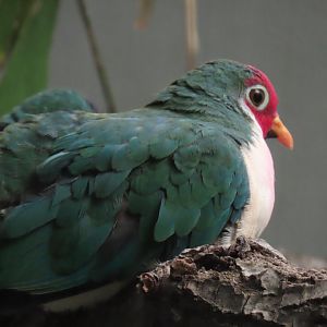Jambu Fruit Dove (Ptilinopus jambu)