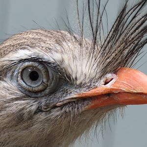 Red-legged Seriema (Cariama cristata)