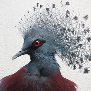 Victoria Crowned pigeon (Goura victoria)