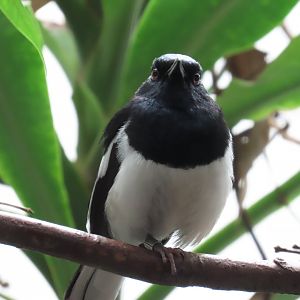Oriental Magpie-robin (Copsychus saularis)