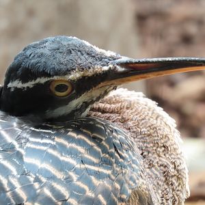Sunbittern (Eurypyga helias)