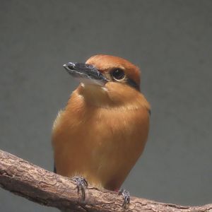 Guam Kingfisher (Todiramphus cinnamominus)