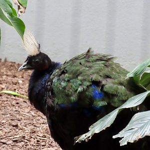 Congo Peafowl (Afropavo congensis)