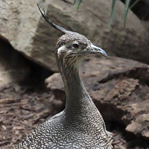 Elegant Crested Tinamou (Eudromia elegans)
