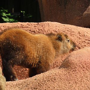 Sichuan Takin (Budorcas taxicolor tibetana)