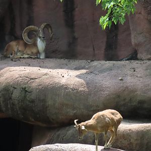 Transcaspian Urial (Ovis vignei arkal)