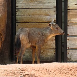 Chinese Goral (Naemorhedus griseus)