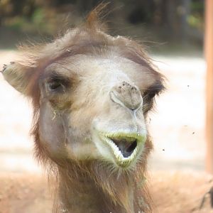 Bactrian Camel (Camelus bactrianus)