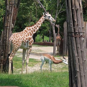 Giraffe and Addra Gazelle
