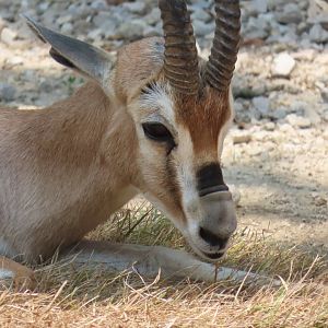 Speke’s Gazelle (Gazella spekei)