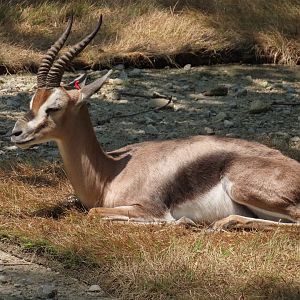 Speke’s Gazelle (Gazella spekei)