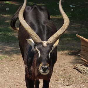Nile Lechwe (Kobus megaceros)