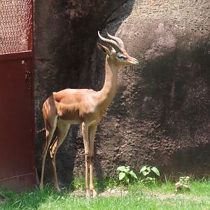 Southern Gerenuk (Litocranius walleri walleri)