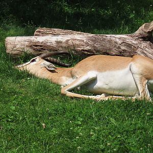 Soemmerring’s Gazelle (Nanger soemmerringii)